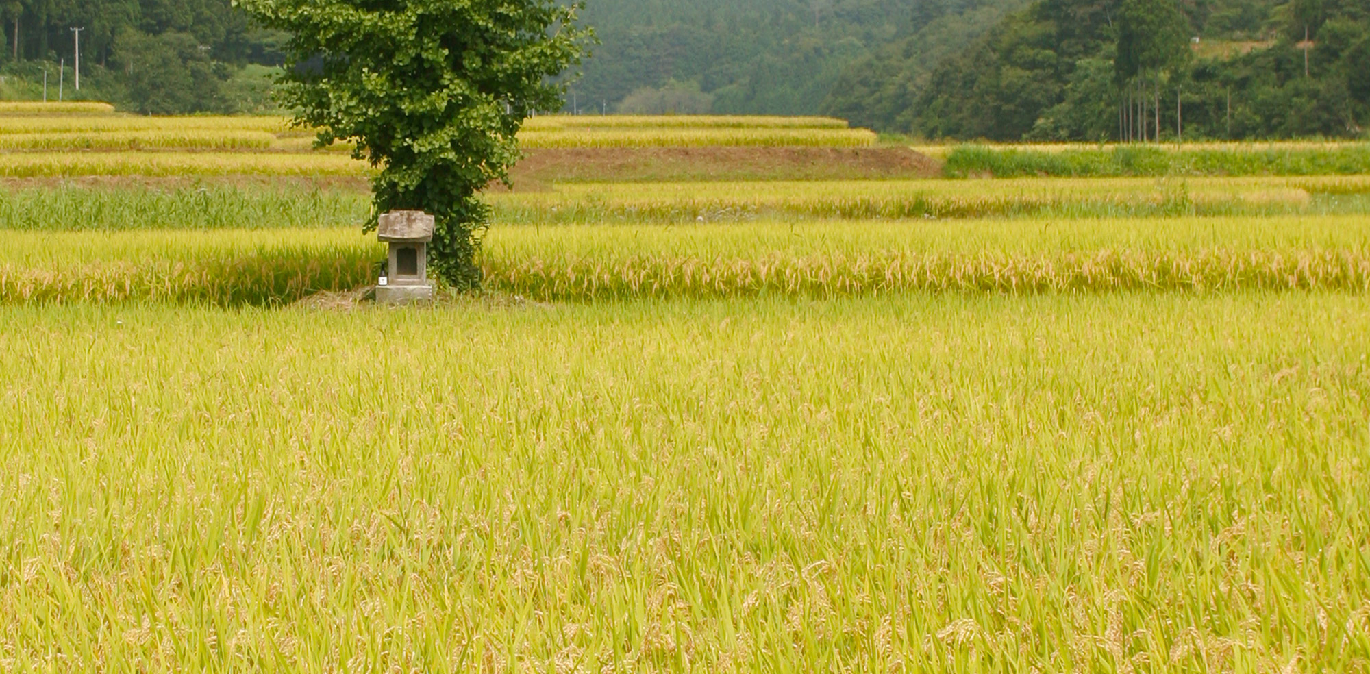 KATSUYAMA